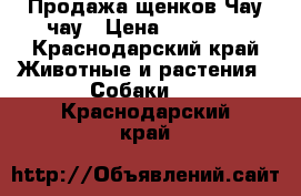 Продажа щенков Чау-чау › Цена ­ 20 000 - Краснодарский край Животные и растения » Собаки   . Краснодарский край